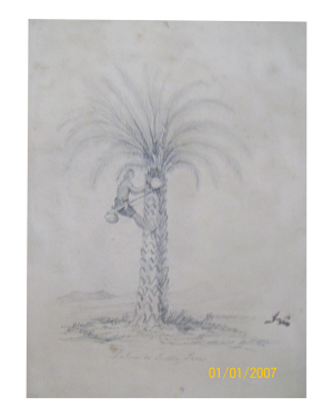 English School drawing of  Palm or Toddy Tree  ,c 1891