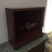 The Feejee Mermaid 19th century hoax mermaid in a wooden exhibition case